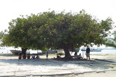 05_San Blas_Porvenir_Marjan pod ogromnim fikusom.jpg