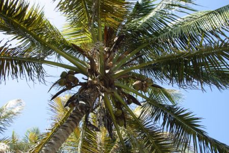 05_San Blas_Porvenir_kokosova palma.jpg