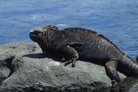 11_Galapagos_San Cristobal_morski iguana07.jpg