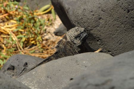 11_Galapagos_San Cristobal_morski iguana03.jpg
