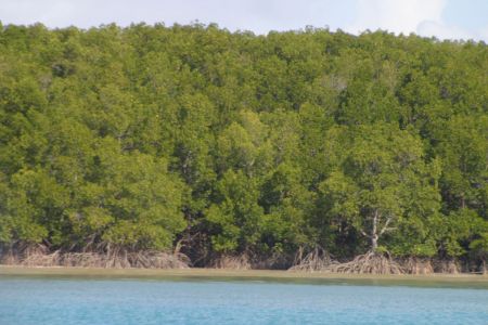 27_Thursday Island_mangrove.jpg