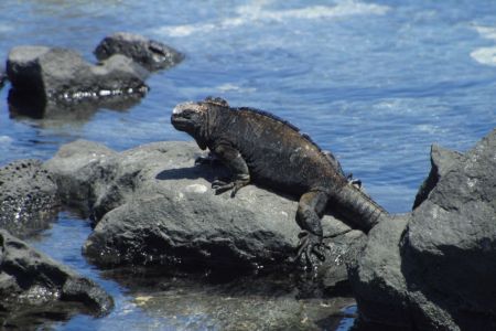 11_Galapagos_San Cristobal_morski iguana05.jpg