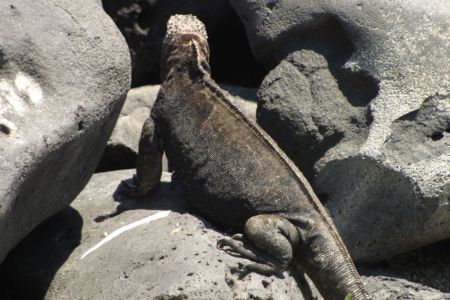 11_Galapagos_San Cristobal_morski iguana02.jpg