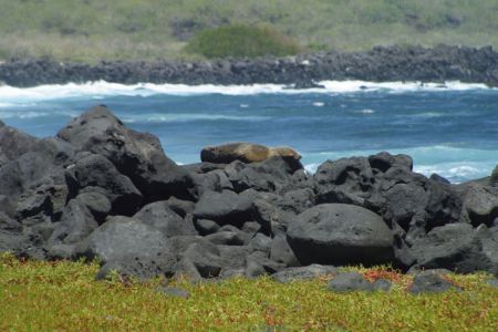 11_Galapagos_San Cristobal_morski lev.jpg